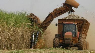 Estiman que la producción de azúcar alcanzará las 1.665.000 toneladas