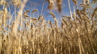 Demoras en la siembra de girasol y más problemas para el trigo