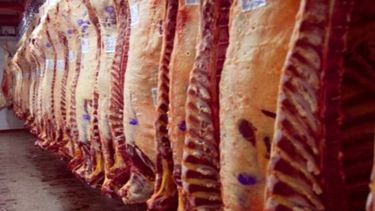 Exportadores de carne advierten sobre efectos negativos de la informalidad