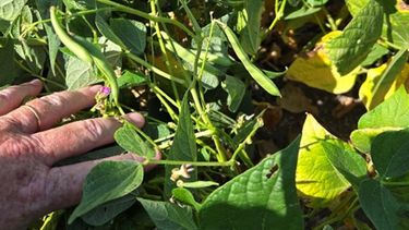 Recuperación acelerada del cultivo tras incidentes climáticos.&nbsp;