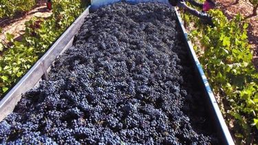 Las últimas dos vendimias figuraron entre las más bajas de los últimos 60 años