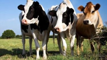 Los Colonizadores: una PYME láctea que siempre pasa la prueba