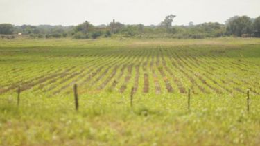 El mercado inmobiliario rural avanzó en julio más del 15% interanual