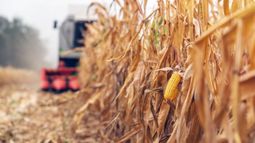 Recortaron 2 millones de toneladas la proyección sobre la cosecha de maíz