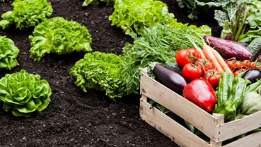 Auge de lo orgánico: buscan identificar a los productos de la agricultura familiar