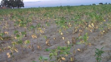 La sequía podría tener un costo de más 3200 millones de dólares