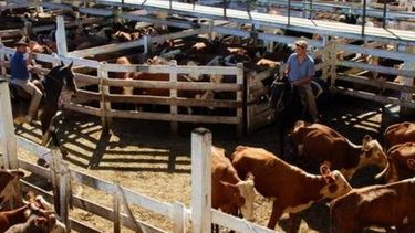 En 2017, el precio de la hacienda perdió ante la inflación