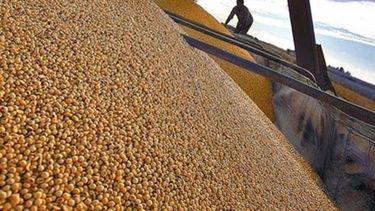 Prevén que la cosecha de soja caiga a 51 millones de toneladas