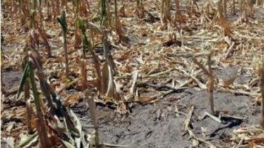 La sequía tendrá un costo de casi U$S 5.000 millones para el campo