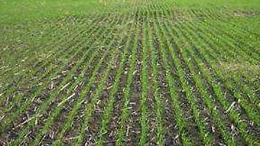 El trigo sufre las consecuencias de las sucesivas precipitaciones locales