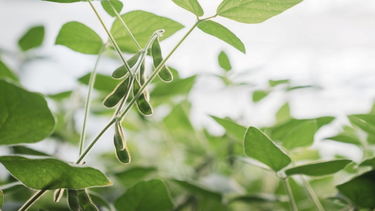 La estrategia se apoya en tecnologías de protección de cultivo y una correcta elección varietal.
