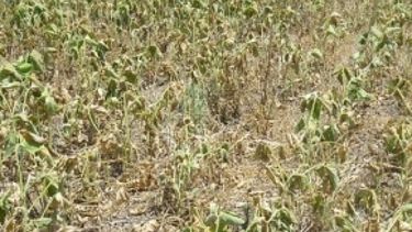 Por la sequía, las pérdidas en maíz y soja llegarían a US$ 5.000 millones