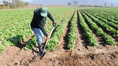 ONU pide a los líderes mundiales "salarios dignos" para los pequeños agricultores