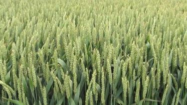 Estimación de la nueva cosecha de trigo llegó a 10,9 millones de toneladas