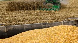 Proyectan una caída de la producción de granos para 2020