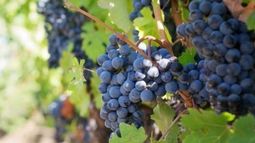 Mendoza: buenas noticias para la producción de vinos, frutas y jugos