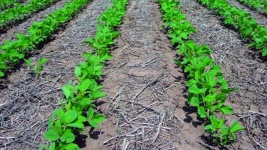 Detectan diferencias entre estimaciones sobre la actual siembra de soja