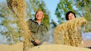 Producción de granos de China subió 2,1 por ciento interanual en 2013