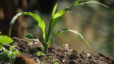 Se estrena el programa "Agricultores sin Fronteras", apuntado a países africanos