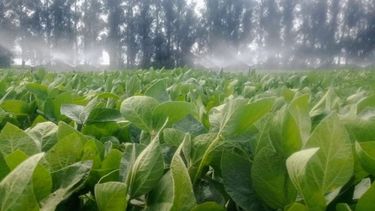 INTA presentó una nueva variedad de soja con alto rendimiento