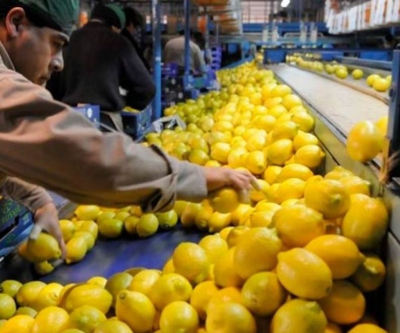 Estados Unidos recibió casi 11 mil toneladas de limones argentinos