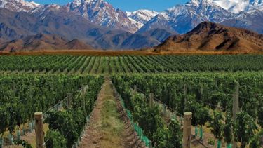 Mendoza es la región vitivinícola más amenazada por la naturaleza en todo el mundo