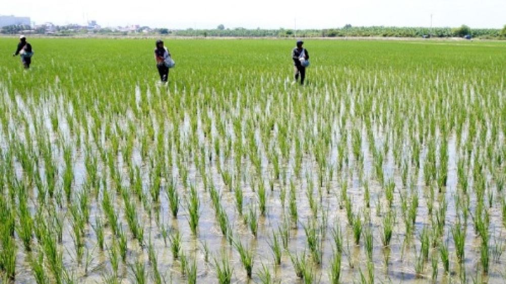 En tanto y en cuanto no se conozcan mejor todas las medidas y dónde estamos parados va a haber retención, o porque no hay precio o porque no tenés idea, dijo un importante productor de arroz a Somos Pymes.&nbsp;