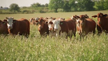 La ganadería vacuna perdió contra la inflación en 2022