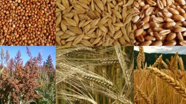 Cayeron fuertemente las compras de granos en febrero