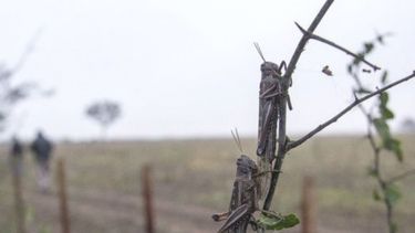 Plaga de langostas pasa por su mayor explosión demográfica en más de 60 años