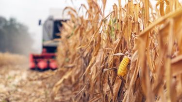 La BCBA mantuvo su pronóstico de producción en 2,5 millones de toneladas.