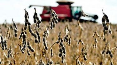 La siembra de soja 2012/13 está casi lista