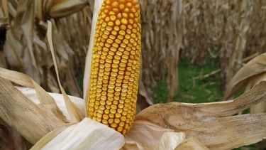 Estiman rinde de 5.750 kilogramos de maíz por hectárea para la zona pampeana