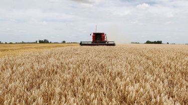 "Humedad superficial" permitió cierto avance en la siembra de trigo