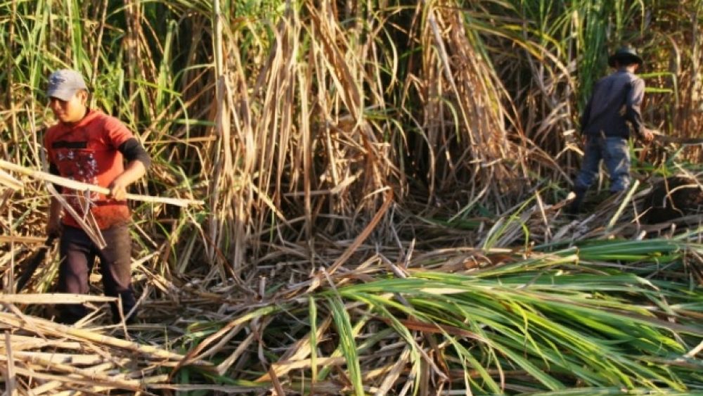 Azucareros marchan para denunciar la crisis del sector