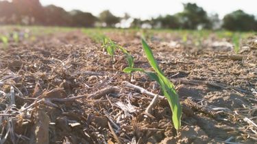 Solo el 36% del área entrerriana con maíz está en condiciones óptimas