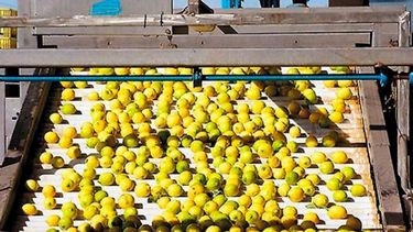 El sector citrícola apuesta de lleno a las exportaciones a China
