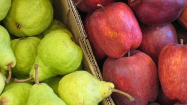 Destinan $100 millones a la producción de peras y manzanas en Río Negro