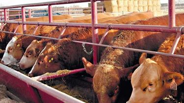 La faena de vacunos llegó a su mayor cifra en más de una década