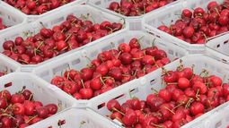 La exportación de cerezas subió más de 16 por ciento en un año
