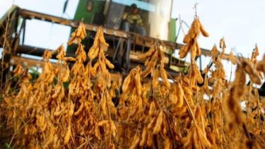 La producción de soja cae un 30% por efecto de la sequía