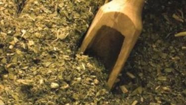 Confirman que existen más de 50 tipos de yerba mate