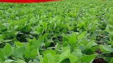 La producción granos china 2012 llegó a un récord