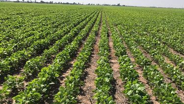 Un productor necesita 1.087 kilos de soja para cubrir costos