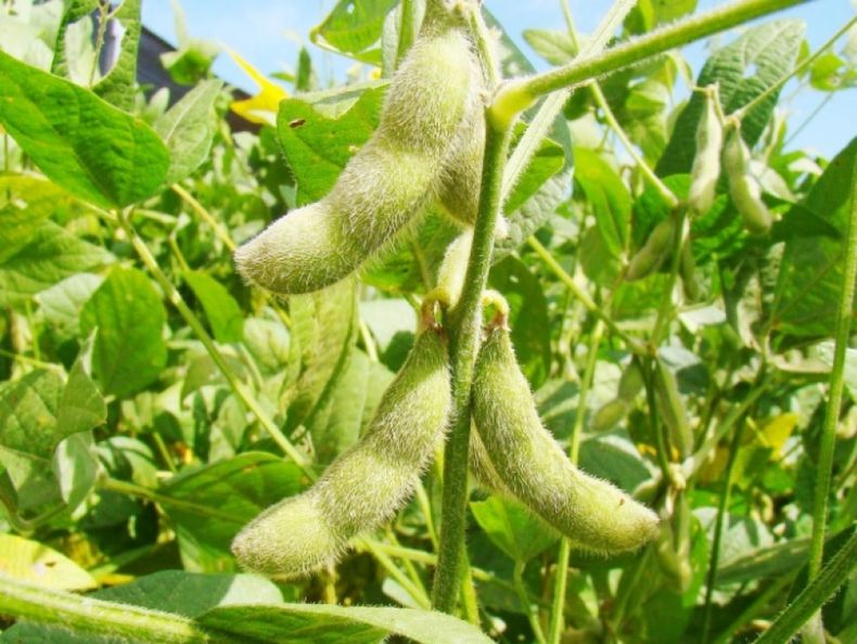 Exportaciones de soja de Brasil alcanzaron un máximo histórico en agosto