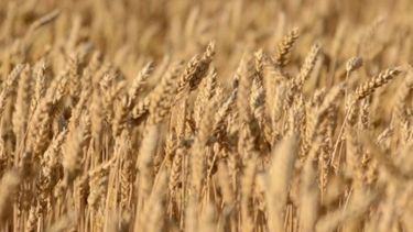 Productores de trigo apuntan a una campaña récord