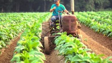 Ajustan por inflación la categorización de una Pyme agropecuaria