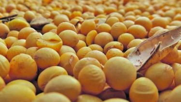 Críticas de ruralistas al proyecto para reformar la Ley de Semillas