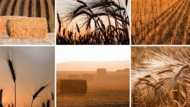 Se mantiene la estimación de producción de soja en 48.5 millones de toneladas