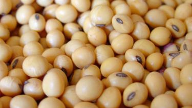La soja volvió a subir en el mercado de Chicago